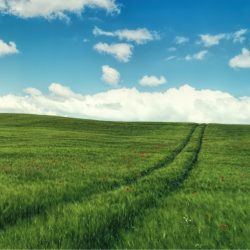 Field of green grass with a blue, patchy clouds sky