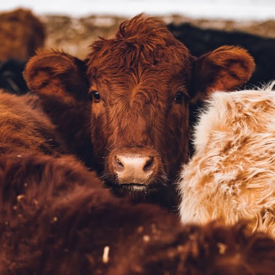 Up close image of cows