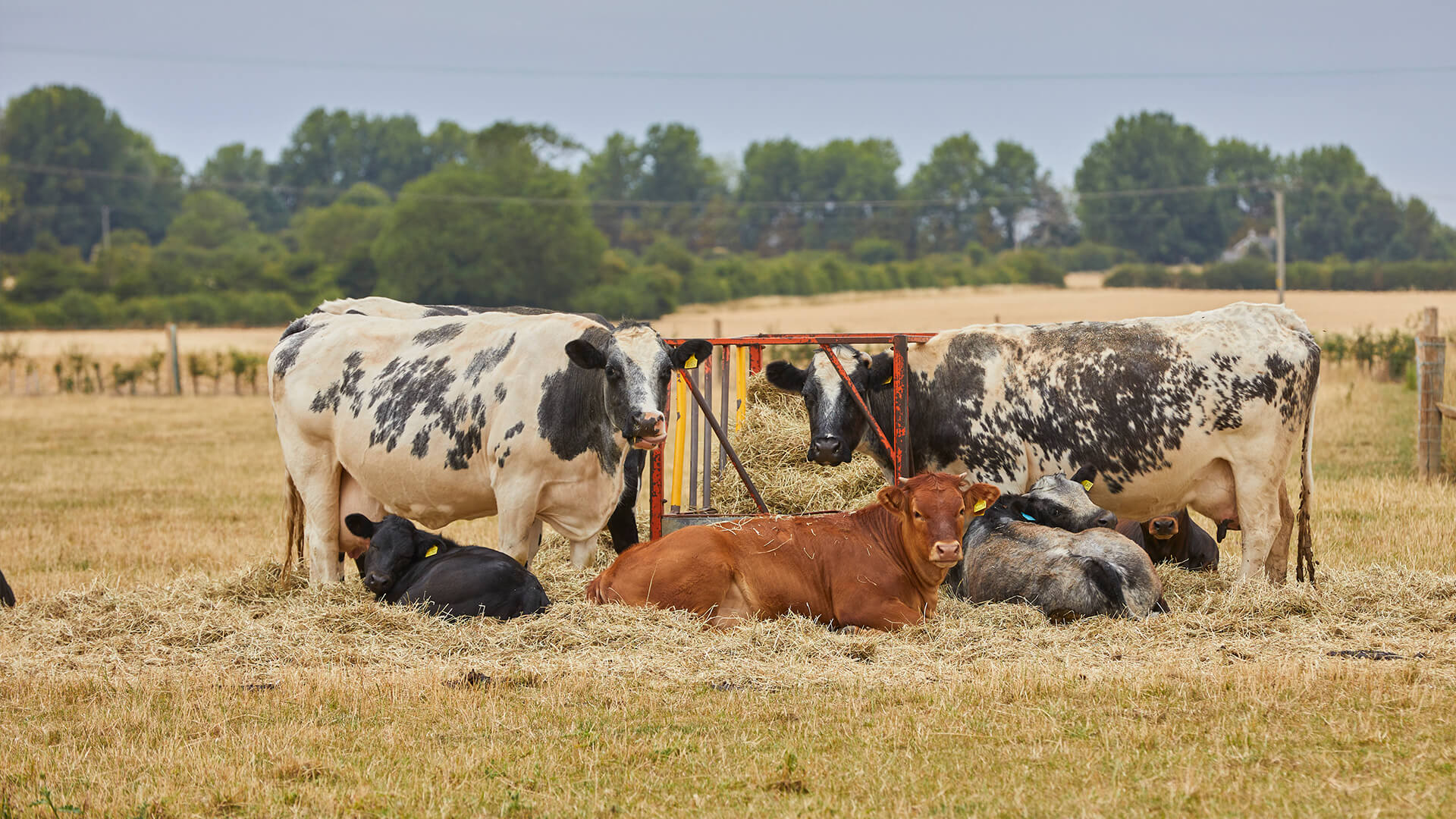 A herd of cattle near a feeder all looking at the camera