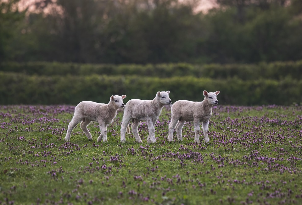 lambing season
sustainable
spring