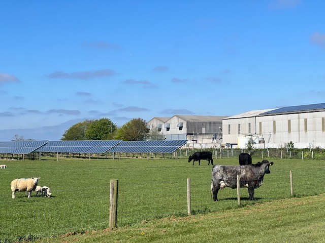 Keeping Our Carbon Footprint Down_ 2 cows