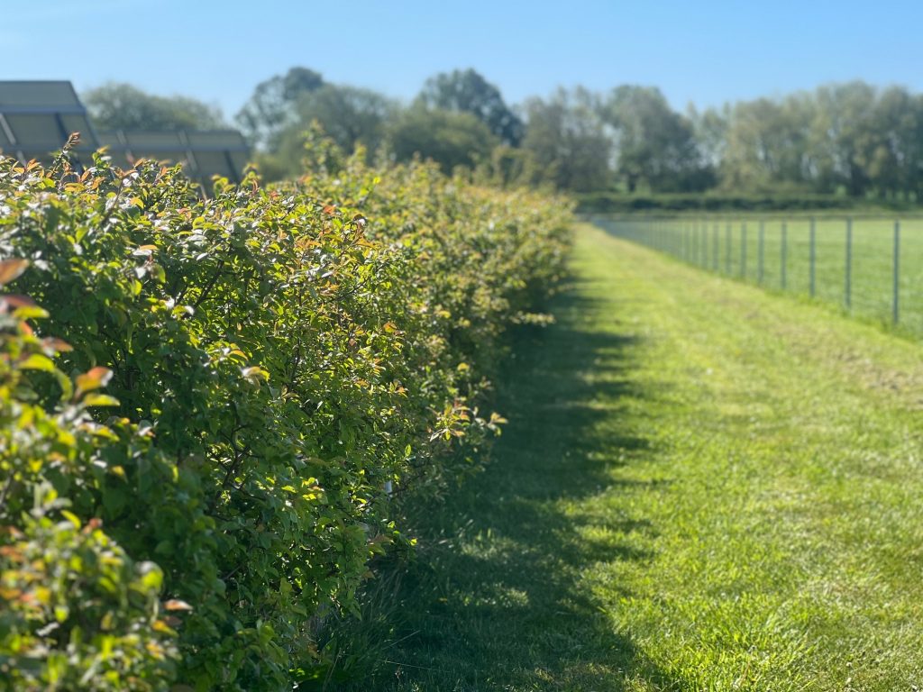 Keeping Our Carbon Footprint Down_ 3 hedge 1